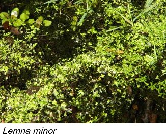 Lemna minor